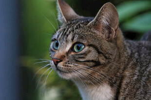 可爱斑纹猫专注望远方