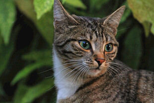 斑纹猫咪转头望绿叶