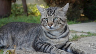 阳光下休憩的条纹猫咪