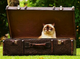猫咪躲在复古行李箱中