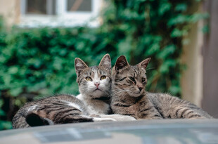 两只萌猫趴在车顶上