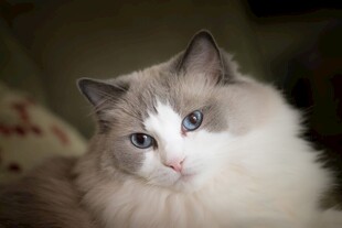 可爱布偶猫的温柔瞬间