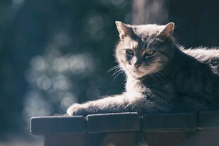 慵懒猫咪惬意趴坐