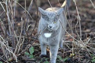 野外行走的灰毛猫