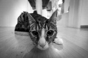 趴着的可爱斑纹猫咪