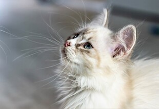 仰头眺望的长毛猫咪