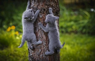 三只小猫奋力爬树