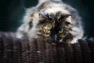 趴着的长毛猫