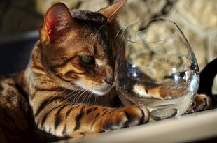 萌虎斑猫趴于酒杯旁