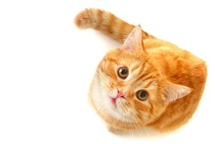 可爱橘猫仰头望向上方