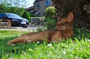 草地上休憩的优雅阿比西尼亚猫