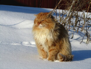 雪地中的长毛猫咪