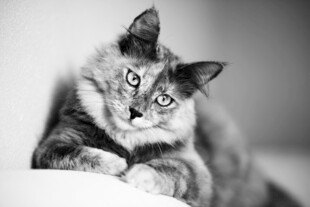 可爱猫咪侧卧凝视镜头