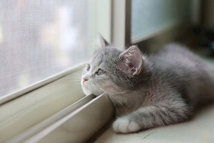 窗边小猫眺望远方