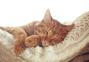 橘猫惬意躺卧在织物上