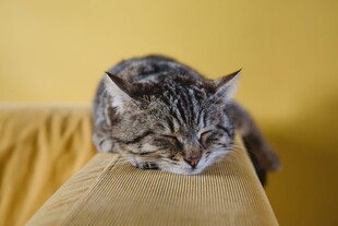 慵懒猫咪趴卧沙发扶手上