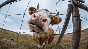 好奇奶牛探头望围栏外
