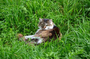 草地上惬意躺卧的猫咪