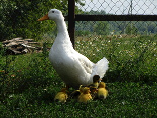 母鸭带小鸭漫步草地