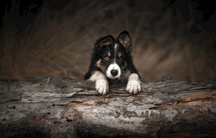 可爱小狗趴在粗糙木头上