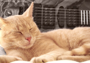 橘猫惬意躺卧瞬间