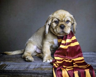 戴魔法围巾的可爱小狗狗