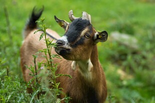 吃草的小山羊