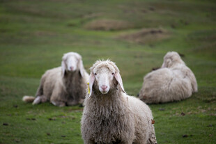 草地上休憩的几只绵羊