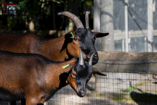 围栏边的几只棕色山羊