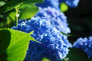 蓝绣球花绽放