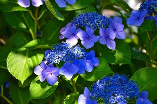 蓝绣球花绽放绿意间