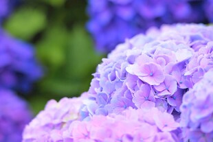 梦幻紫绣球花绽放
