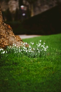 草地簇簇小白花