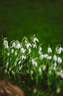 雪滴花绽放于翠绿背景中