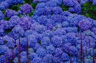 紫色绣球花绽放景象