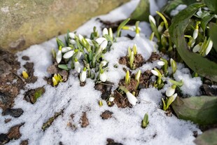 雪覆绿植现生机