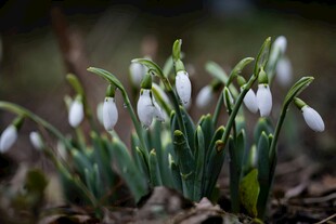 雪滴花绽放于林间