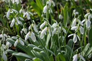 雪滴花绽放绿意间