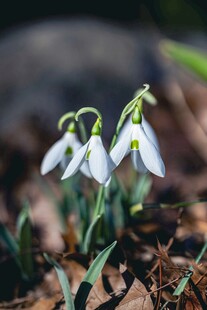 雪滴花绽放于林间