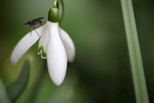 雪滴花上的小昆虫