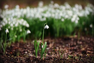 雪滴花绽放于林间土地