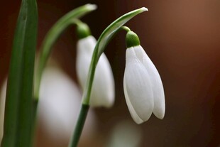 雪滴花绽放特写