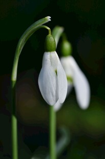 优雅雪滴花特写