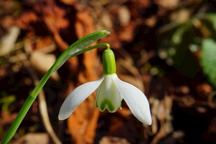 雪滴花特写