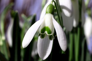 优雅雪滴花绽放