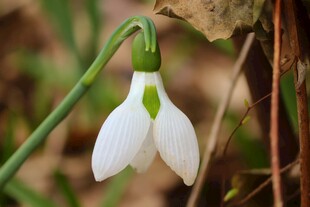 白色雪花莲特写