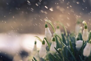 雪中绽放的铃兰花