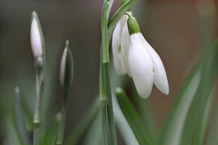 雪花莲特写