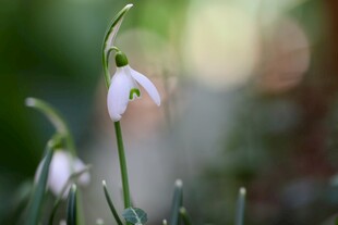 绽放的雪花莲