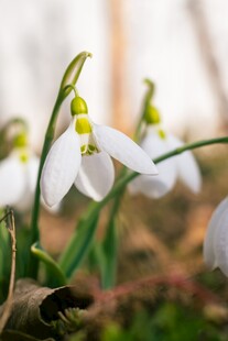 雪滴花绽放于绿意间